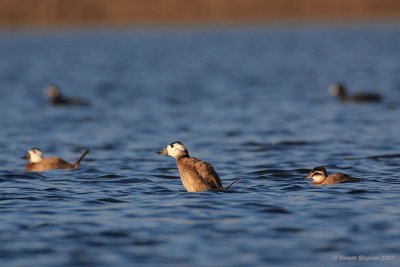 White-headed duck (Oxyura leucocephala)