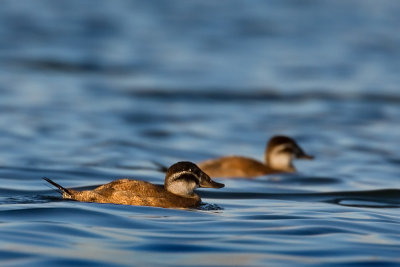 White-headed duck (Oxyura leucocephala)