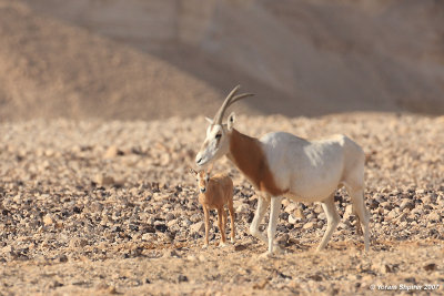 Sahara Oryx