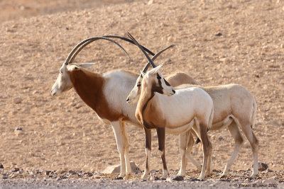 Sahara Oryx & Arabian Oryx