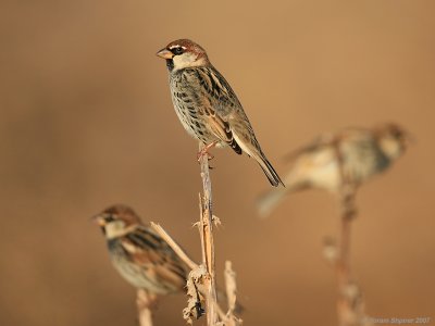 Spanish Sparrow