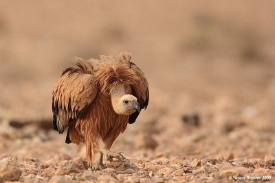 Griffon Vulture