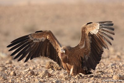 Griffon Vulture