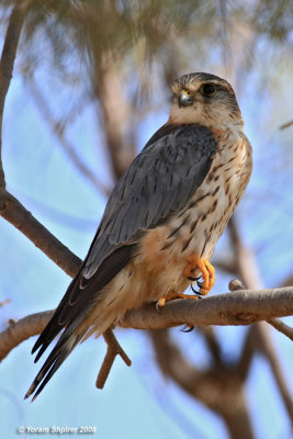 Merlin - Falco columbarius (Male)