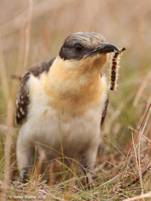 Great Spotted Cuckoo