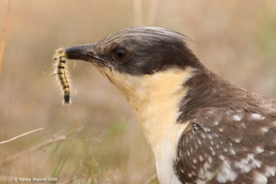 Great Spotted Cuckoo