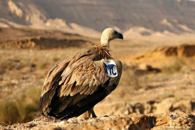 Griffon Vulture from Croatia in the Ne'egev Israel