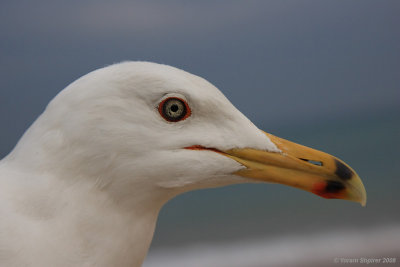 laridae_end_sterninae