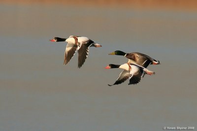 Anseranatidae