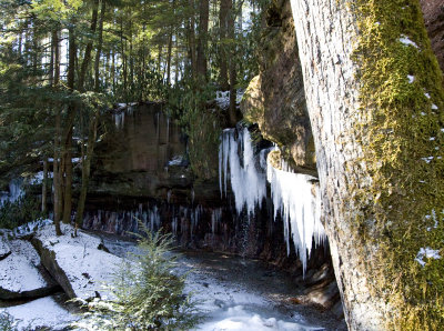 Poochs Turtle Falls in January