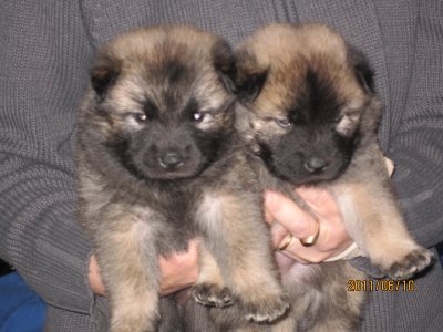Valpar - Puppies