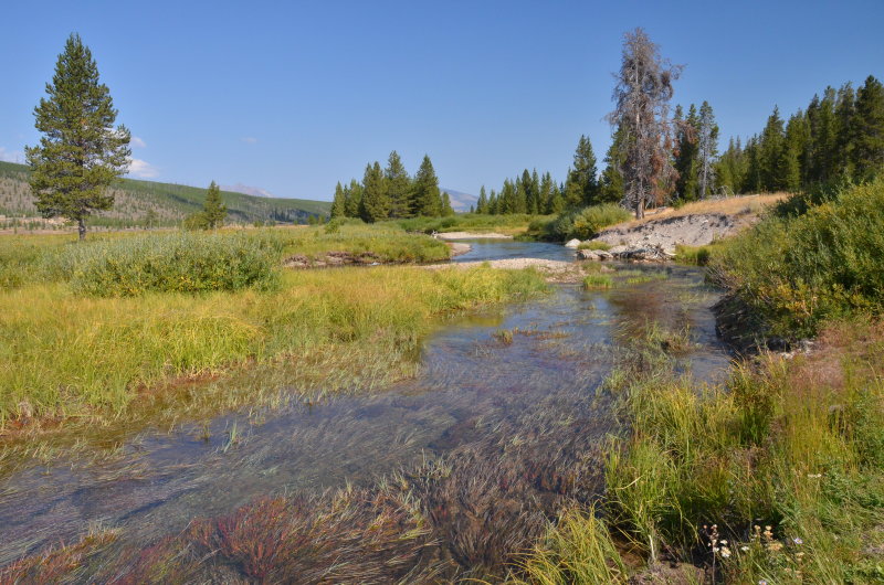 Moose Bog