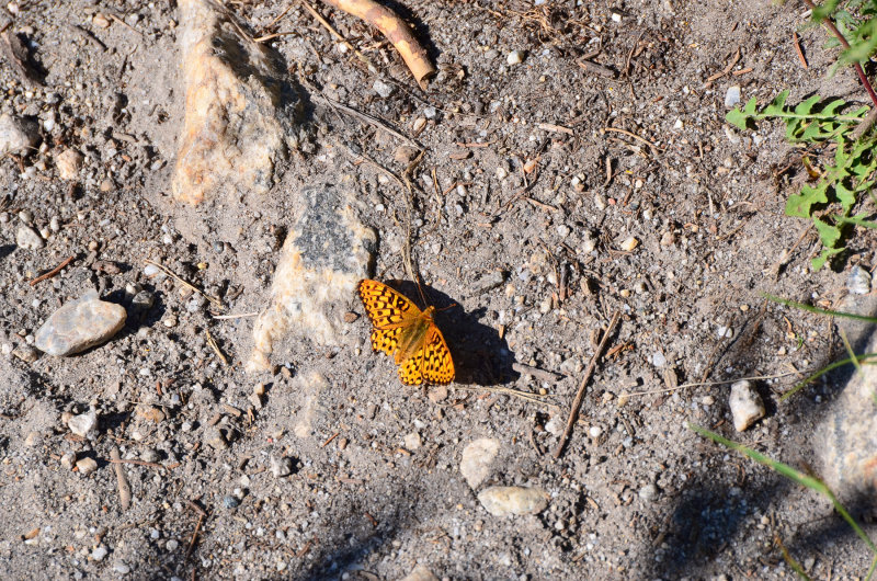 Cascade Cyn Trail