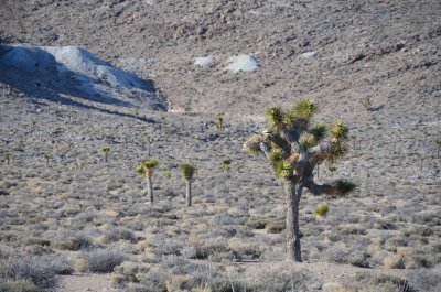 Joshua Trees