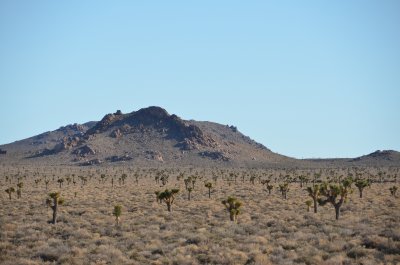 Joshua Trees