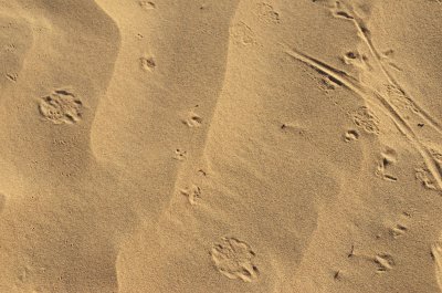 Footprints