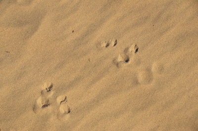 Footprints