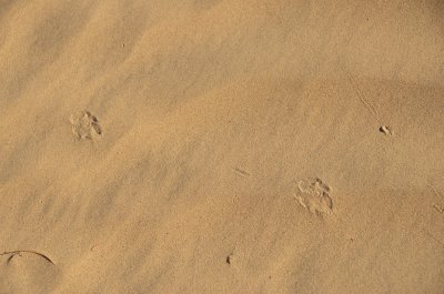 Footprints