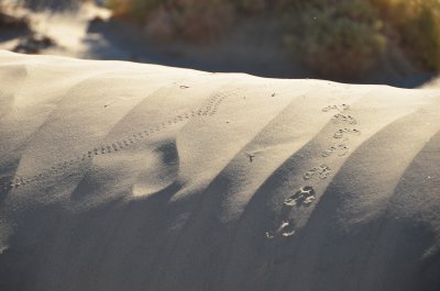 Footprints