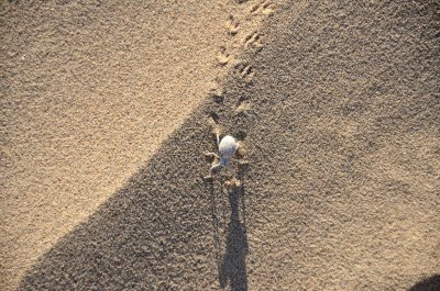 Footprint Dude