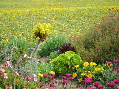Fort Mason Blooms