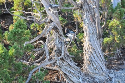 Magpie - Mammoth Hot Springs