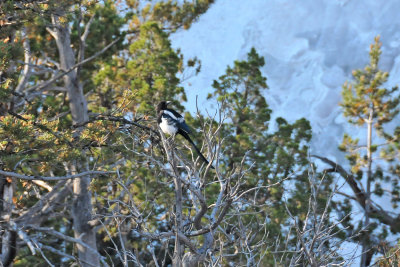 Magpie - Mammoth Hot Springs