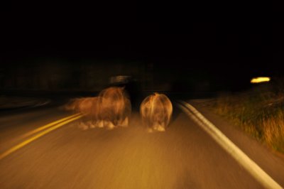 3 Bears