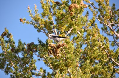 Clarks Nutcracker - Mammoth Hot Springs