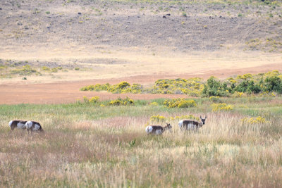 Prongorn Antelope - Gardner & N Entrace
