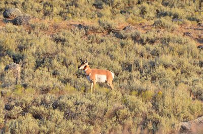 Prongorn Antelope - Lamar Valley Sunrise