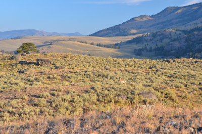 Lamar Valley Sunrise