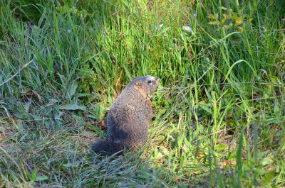 Marmot - Cascade Cyn Trail