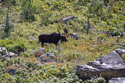 Moose - Cascade Cyn Trail
