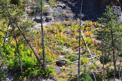 Gibbon River