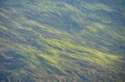 Yellowstone River