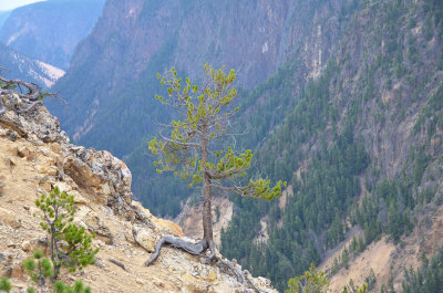 Cyn North Rim