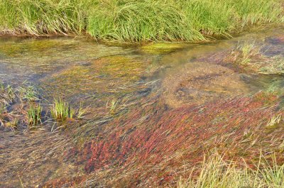 Moose Bog