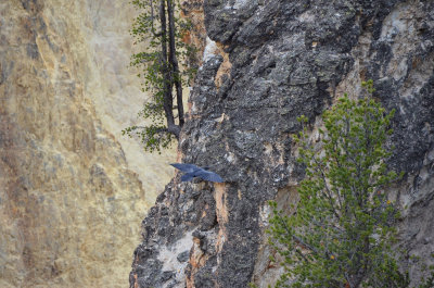 Cyn North Rim
