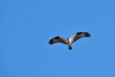 Osprey - Midway Geyser Basin