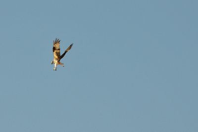 Osprey - Midway Geyser Basin