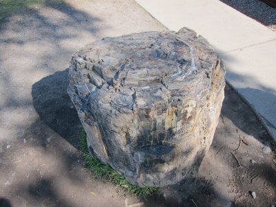 Petrified Tree