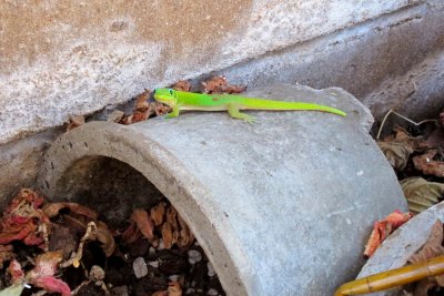 Gordon Gecko