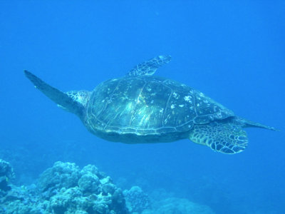 La Perouse
