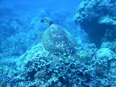 La Perouse