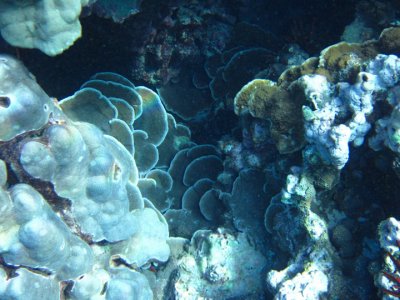 La Perouse