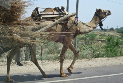 Jaipur Streets