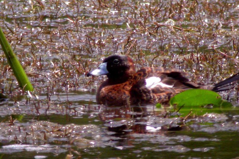 Masked Duck