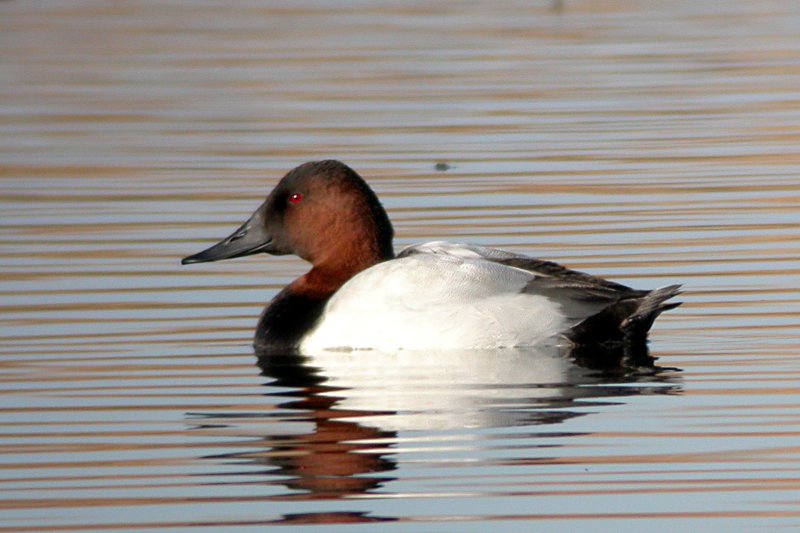 Canvasback