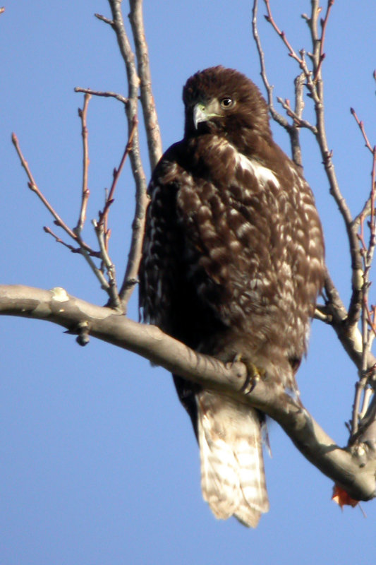Harlans (Red-Tailed) Hawk